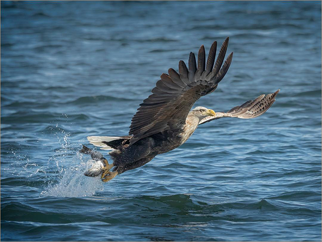 SeaEagleCatchingFish.jpg